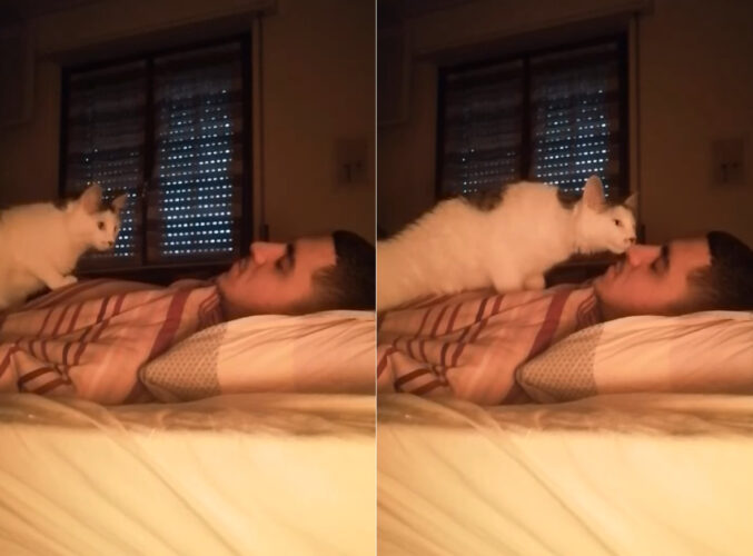 愛猫に起こされる朝というと響きがいいけれど、この起こされ方は・・ちょっと辛そう！！【海外・動画】