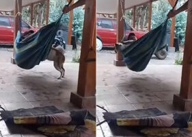 ハンモックに飼い主さんと一緒に乗りたがった愛犬。体が大きなこの子が乗ったところで揺らしはじめたら・・大きく揺らしすぎたようです！！