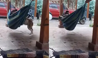 ハンモックに飼い主さんと一緒に乗りたがった愛犬。体が大きなこの子が乗ったところで揺らしはじめたら・・大きく揺らしすぎたようです！！