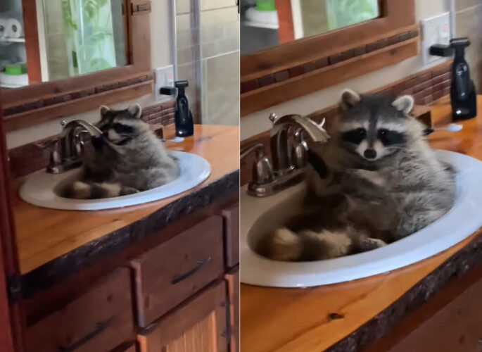 リラックスタイムを過ごしているみたい！アライグマがいたのは、バスタブ・・ではなく洗面台の中でした！！