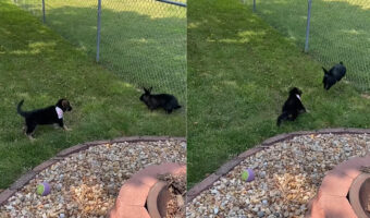 初めてウサギに会った子犬。黒い毛並みの子たちなので仲間同士と思ってくれるかなと思いましたが・・、まさかの結末！！