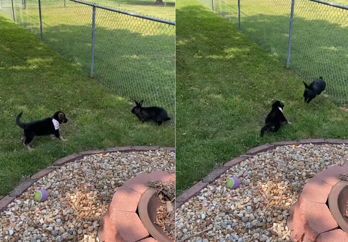 初めてウサギに会った子犬。黒い毛並みの子たちなので仲間同士と思ってくれるかなと思いましたが・・、まさかの結末！！