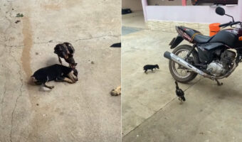 子犬と雄鶏のヒナは大の仲良し!おいかけっこをしたりわちゃわちゃもつれ合ったりと、とても楽しい時間を過ごしているみたい!!