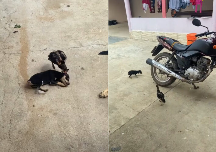 子犬と雄鶏のヒナは大の仲良し！おいかけっこをしたりわちゃわちゃもつれ合ったりと、とても楽しい時間を過ごしているみたい！！