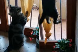 カーテンで遊んでいた猫。この子がジャンプした瞬間、まさかのハプニングが！！