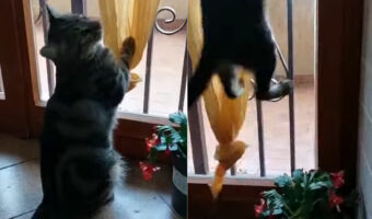 カーテンで遊んでいた猫。この子がジャンプした瞬間、まさかのハプニングが!!