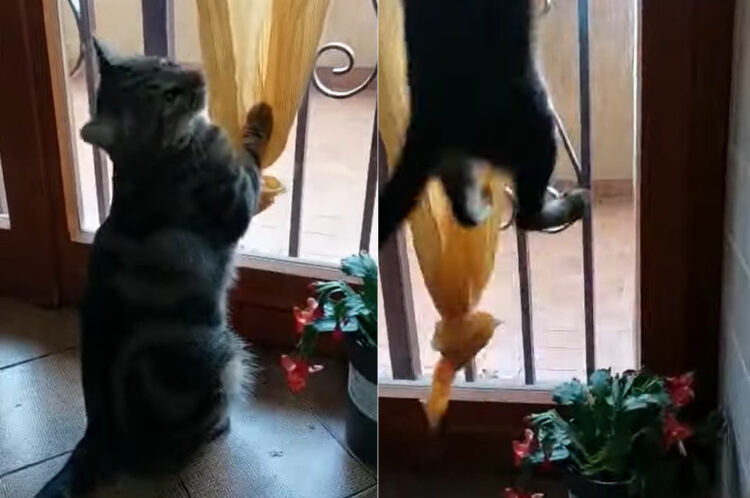 カーテンで遊んでいた猫。この子がジャンプした瞬間、まさかのハプニングが！！