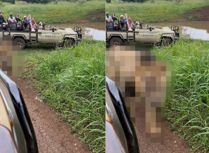 サファリツアー中に起きた緊張の瞬間。撮影者さんを乗せた車を横切ったのは、猛々しい『あの猛獣』です！！【海外・動画】