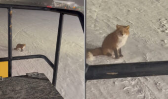 除雪作業しているところに現れたキツネ。吹雪いている中でこのキツネはのんびりくつろいでる?!【アメリカ・動画】