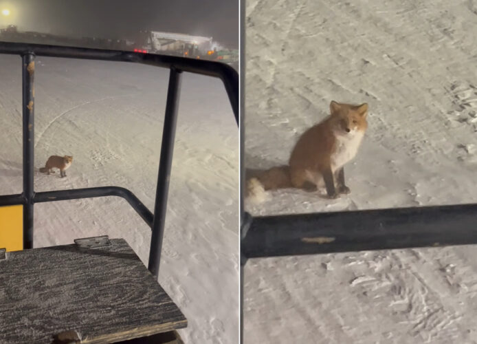 除雪作業しているところに現れたキツネ。吹雪いている中でこのキツネはのんびりくつろいでる？！【アメリカ・動画】