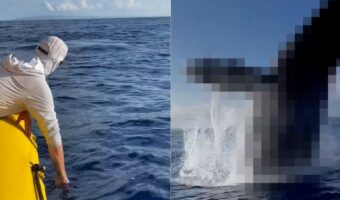 ボートで海を遊泳中、周囲から歓声が!そこで後ろを振り向くと・・、すぐそばでステキな出来事が起きました!!
