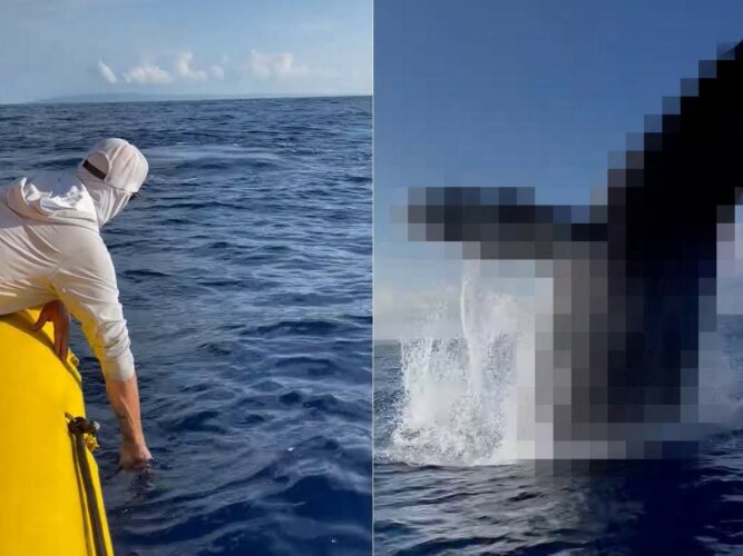 ボートで海を遊泳中、周囲から歓声が！そこで後ろを振り向くと・・、すぐそばでステキな出来事が起きました！！