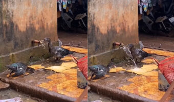 この鳥、賢すぎる!きれいな水を飲みたかったのか、水たまりの水をすするのではなく、なんと傍にあった蛇口を回したのです!!
