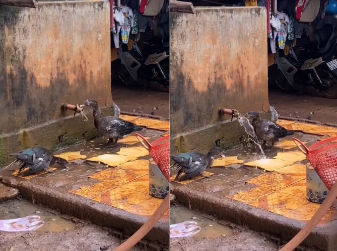 この鳥、賢すぎる！きれいな水を飲みたかったのか、水たまりの水をすするのではなく、なんと傍にあった蛇口を回したのです！！