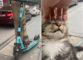 停めていたキックボードに猫が乗っていたので挨拶がてら頭をなでてあげたら・・、気持ちよかったのかまさかのリアクションが！！