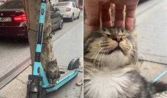 停めていたキックボードに猫が乗っていたので挨拶がてら頭をなでてあげたら・・、気持ちよかったのかまさかのリアクションが！！
