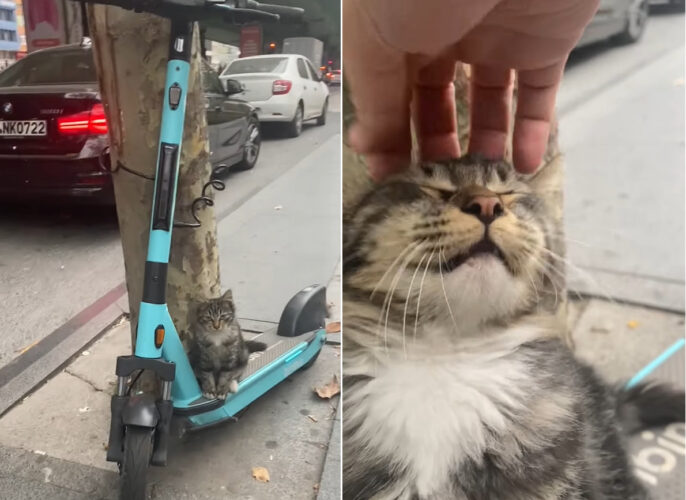 停めていたキックボードに猫が乗っていたので挨拶がてら頭をなでてあげたら・・、気持ちよかったのかまさかのリアクションが！！