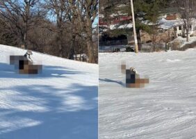 ゴールデンレトリバーの子犬はソリ遊びに挑戦！ゲレンデを進んでいきますが、そのソリにビックリ！！【アメリカ・動画】