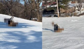 ゴールデンレトリバーの子犬はソリ遊びに挑戦!ゲレンデを進んでいきますが、そのソリにビックリ!!【アメリカ・動画】