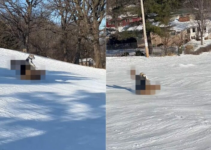 ゴールデンレトリバーの子犬はソリ遊びに挑戦！ゲレンデを進んでいきますが、そのソリにビックリ！！【アメリカ・動画】