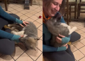 楽しい時間を過ごすハスキー犬の子犬。この子は飼い主さんに『ある事』をしてもらって遊ぶのが大好き！！