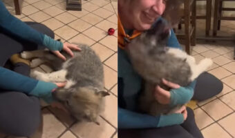 楽しい時間を過ごすハスキー犬の子犬。この子は飼い主さんに『ある事』をしてもらって遊ぶのが大好き！！