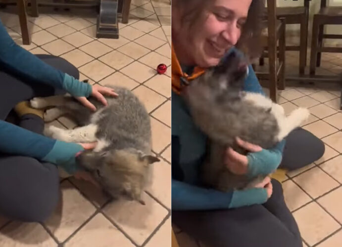 楽しい時間を過ごすハスキー犬の子犬。この子は飼い主さんに『ある事』をしてもらって遊ぶのが大好き！！