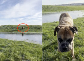 原っぱを元気に駆ける愛犬。水たまりの上も走って渡るのかと思いきや・・、この子もびっくりするハプニングが！！