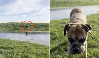 原っぱを元気に駆ける愛犬。水たまりの上も走って渡るのかと思いきや・・、この子もびっくりするハプニングが!!