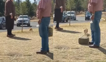 車通りも多い道路の脇をトコトコ歩く犬。まだまだお散歩をしたいように見えますが、飼い主さんの『ある行動』ですぐ帰る気になったようです!!
