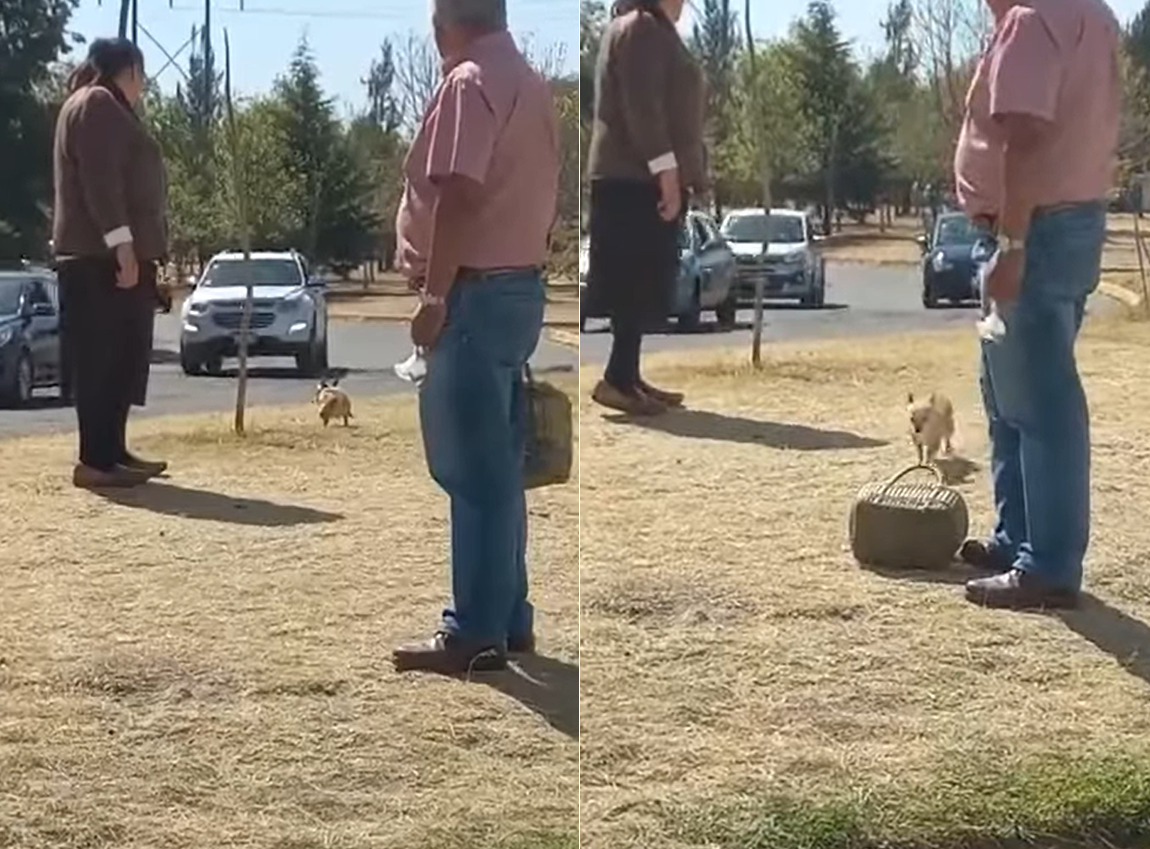 車通りも多い道路の脇をトコトコ歩く犬。まだまだお散歩をしたいように見えますが、飼い主さんの『ある行動』ですぐ帰る気になったようです！！