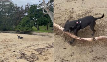 ビーチでお気に入りの枝を見つけたスタッフォードシャー・ブル・テリア。くわえて持ち帰ろうとしますが・・、さすがにそれは大きすぎるのでは？？