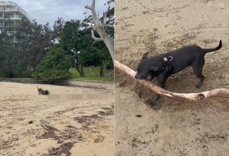 ビーチでお気に入りの枝を見つけたスタッフォードシャー・ブル・テリア。くわえて持ち帰ろうとしますが・・、さすがにそれは大きすぎるのでは？？