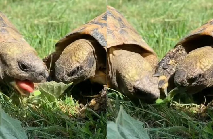 動きがのんびりなリクガメも、ごはんに関しては譲れない！？奪い合うように食事をしています！！【海外・動画】