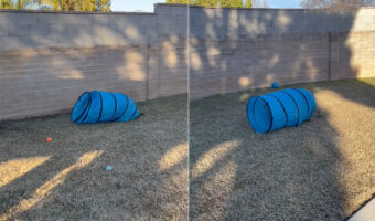 庭をバタバタ動くチューブトンネル。強い風でも吹いているのかと思いきや、動いていた理由が微笑ましかった！！【アメリカ・動画】