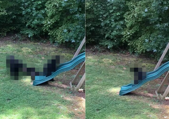 庭に遊びに来た『ある動物の家族』。ブランコに揺られたりすべり台を滑ったり・・、楽しんでもらえたみたいです！！