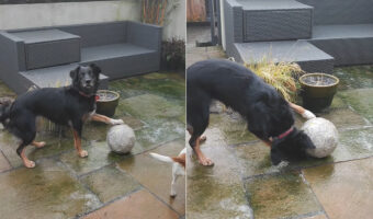 いつものようにお気に入りのボールで遊ぼうとした犬。ところがボールが転がってくれません。・・いったい何が！？