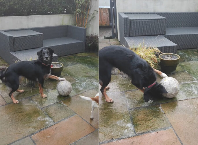 いつものようにお気に入りのボールで遊ぼうとした犬。ところがボールが転がってくれません。・・いったい何が！？