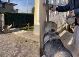 お散歩に出ようとした犬。この子は自分の体の大きさが分かっていないみたい！なんと門を開ける前にある行動に！【海外・動画】