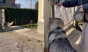 お散歩に出ようとした犬。この子は自分の体の大きさが分かっていないみたい!なんと門を開ける前にある行動に!【海外・動画】