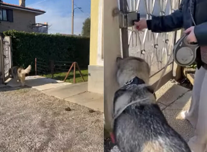 お散歩に出ようとした犬。この子は自分の体の大きさが分かっていないみたい！なんと門を開ける前にある行動に！【海外・動画】