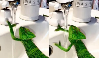 このカメレオンはとってもキレイ好き？蛇口に手を伸ばしずっとその手を洗っています！！【海外・動画】