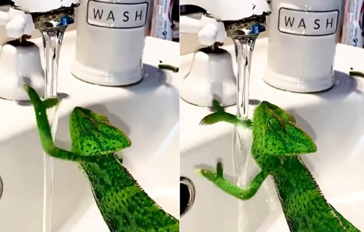 このカメレオンはとってもキレイ好き？蛇口に手を伸ばしずっとその手を洗っています！！【海外・動画】