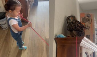 毛糸をたぐって遊んでいる赤ちゃん。その先には、毛糸に夢中になっているワシミミズクが！！毛糸をくわえてもっと遊びたそうにしています