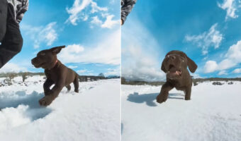 雪原を元気いっぱい走り回るラブラドールの子犬。初めての雪を満喫しているようです【海外・動画】