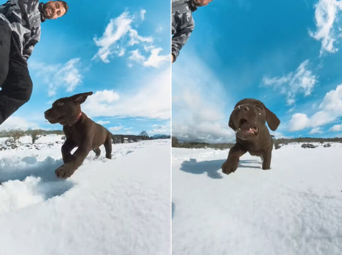 雪原を元気いっぱい走り回るラブラドールの子犬。初めての雪を満喫しているようです【海外・動画】