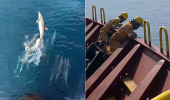 コンテナ船を先導するようにして泳いでいるのは・・イルカの群れ!これには船員たちも大興奮!!【海外・動画】