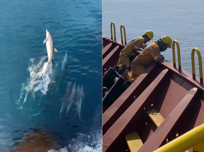 コンテナ船を先導するようにして泳いでいるのは・・イルカの群れ！これには船員たちも大興奮！！【海外・動画】