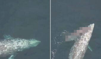 ホエールウォッチングを楽しむ観光客にクジラからのサプライズ!回遊しているかと思いきや、奇跡の瞬間を迎えていました!