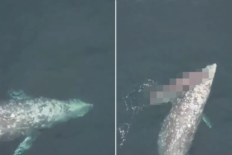 ホエールウォッチングを楽しむ観光客にクジラからのサプライズ！回遊しているかと思いきや、奇跡の瞬間を迎えていました！